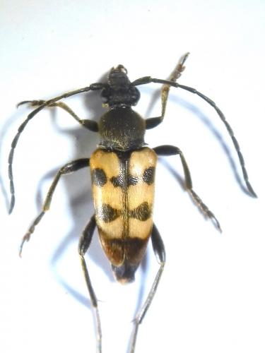 Pachytodes erraticus